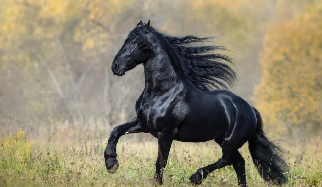 Black friesian horse walks on grass field 