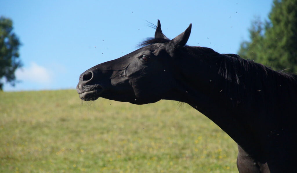 Black horse on pasture, shaking head because of annoying flies around it
