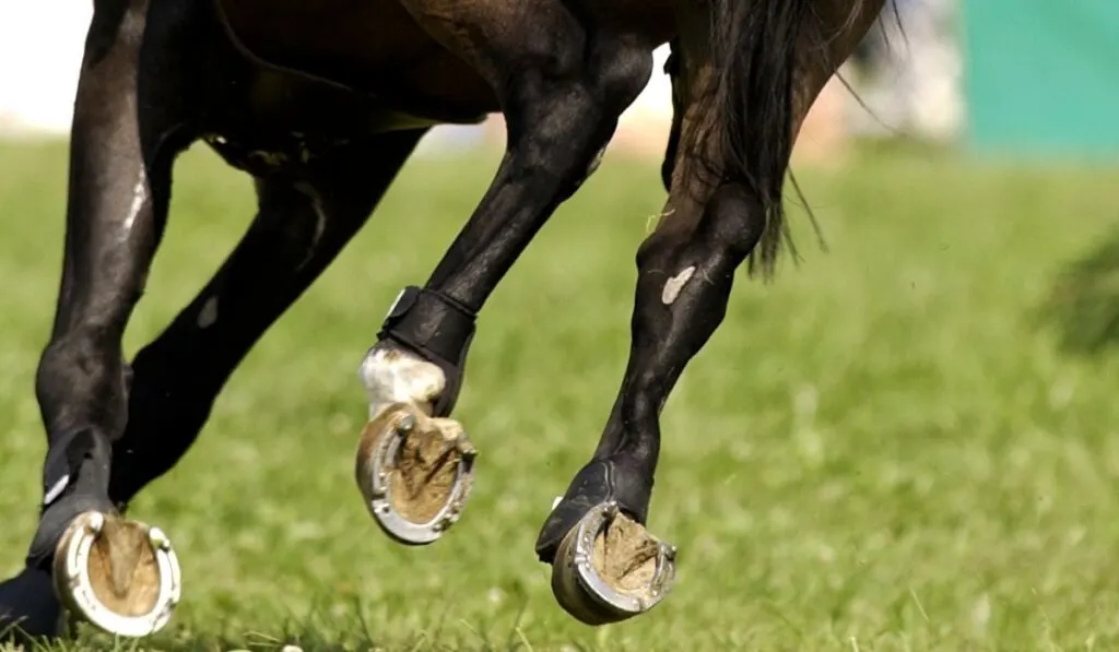 Black horse with horse shoe studs on grass