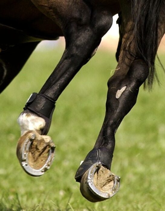 Black-horse-with-horse-shoe-studs-on-grass-1