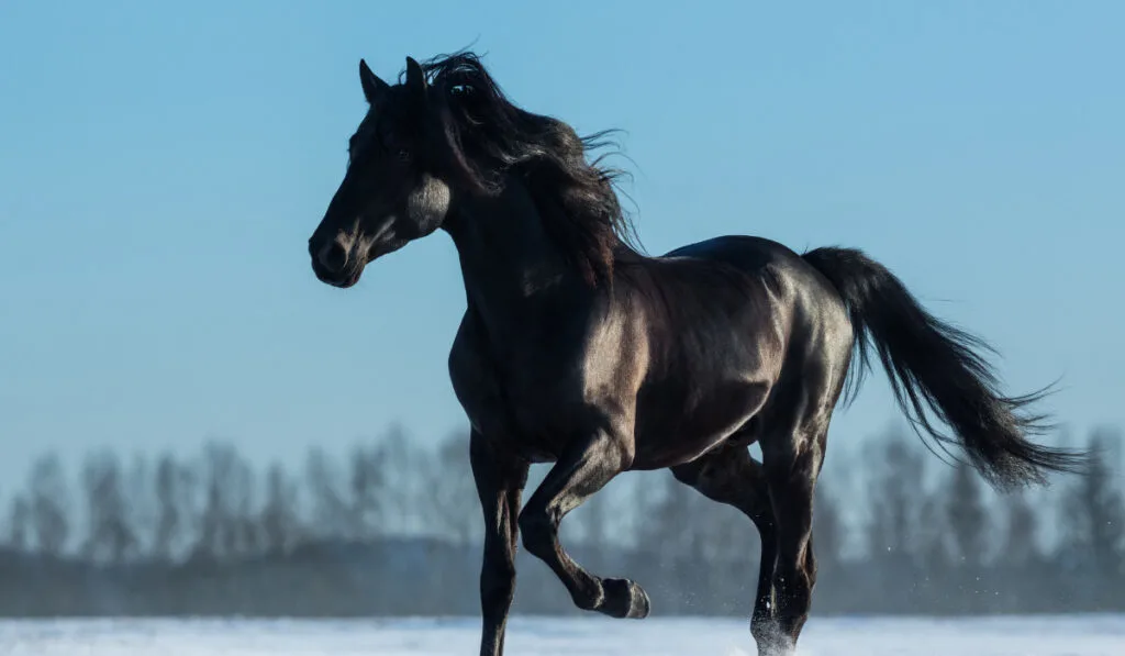 black mustang running on snow field 