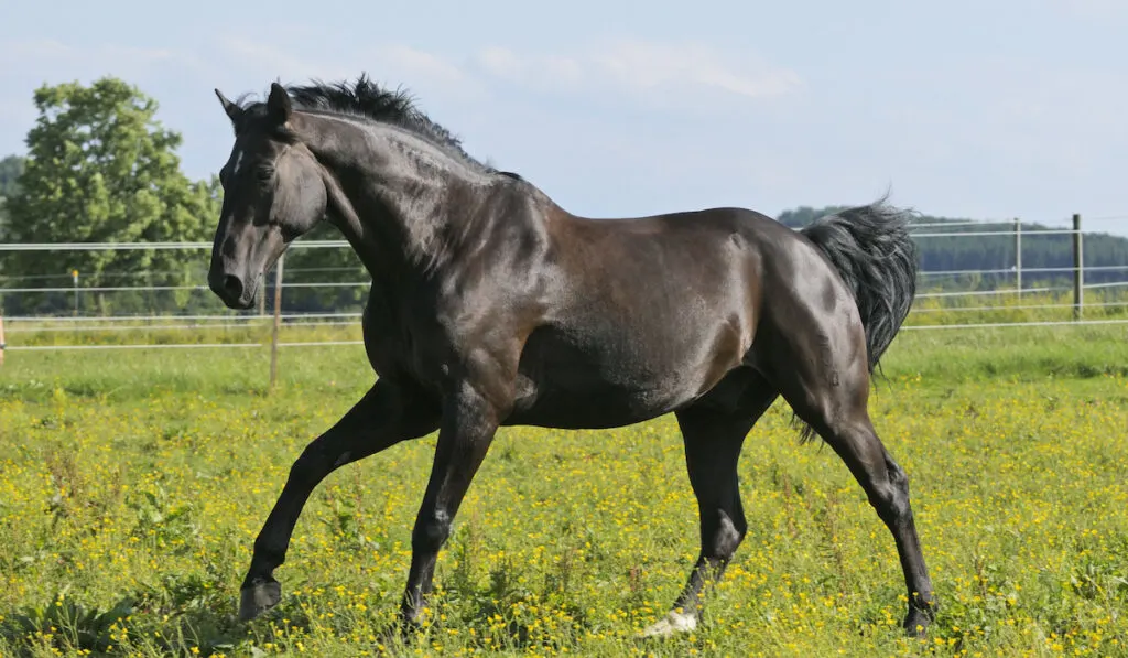 Black oldenburg horse running in horse paddocks
