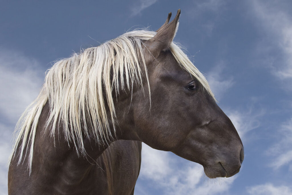 Black rocky mountain horse with white mane against blue and white sky