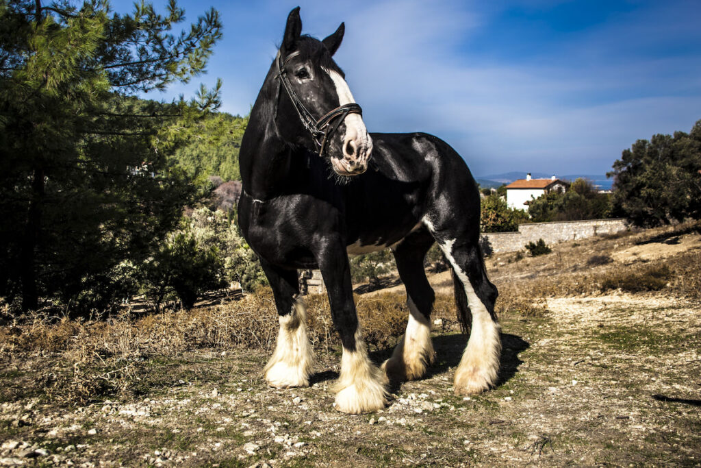 Black shire heavy draft horse
