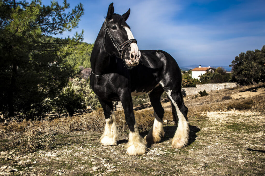 Black shire heavy draft horse