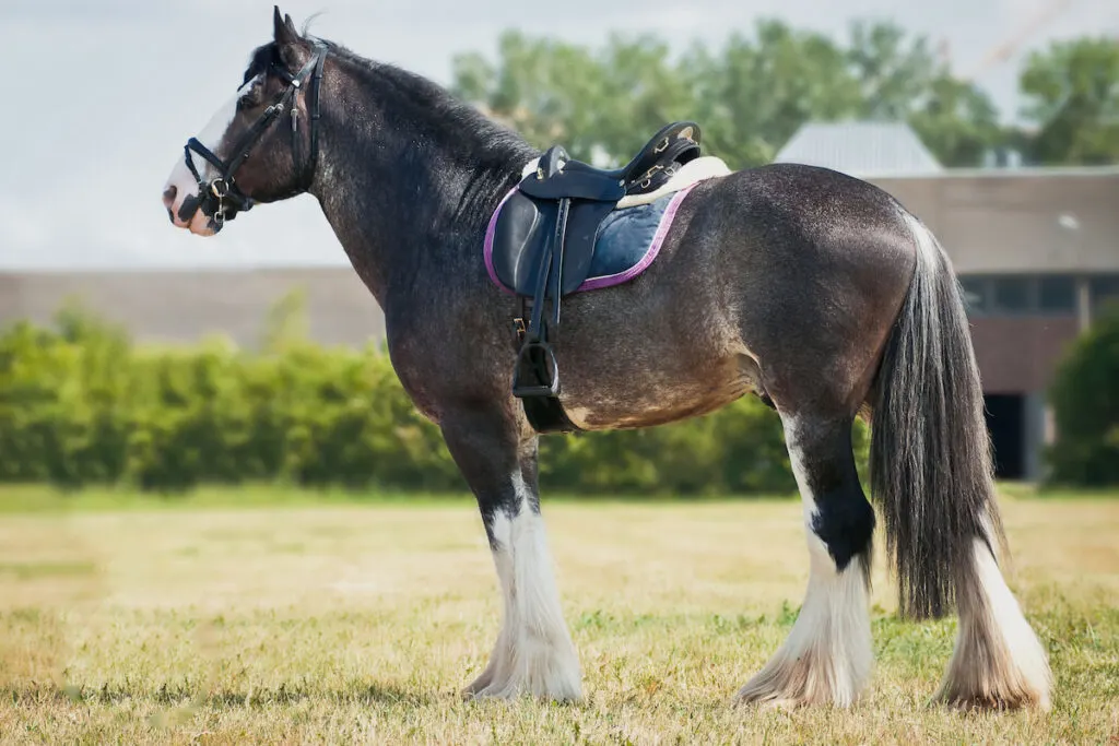 Black shire horse under saddle