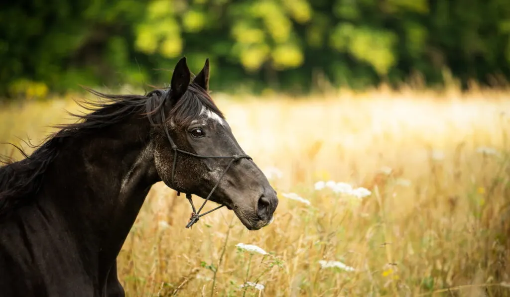 Black warmblood horse in grain field 