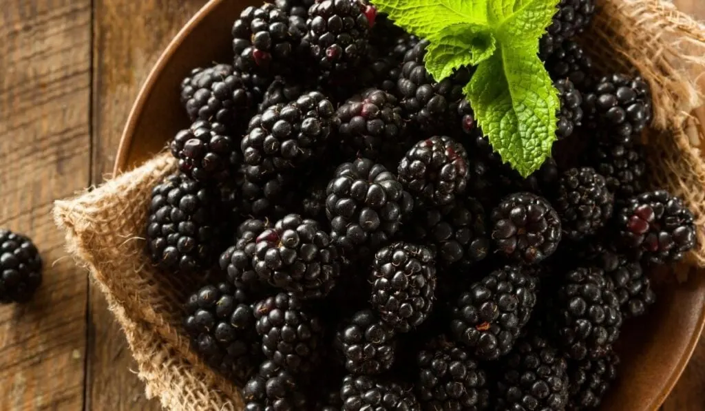 Fresh Blackberries on wooden bowl