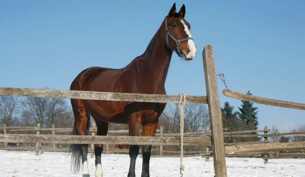 Blood Bay Horses