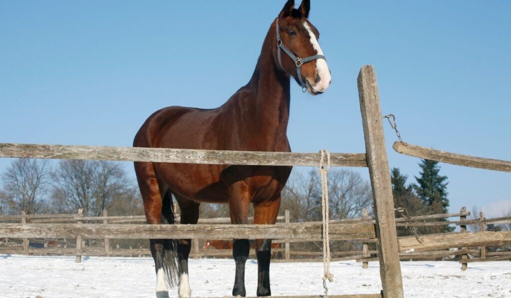 Blood bay horse