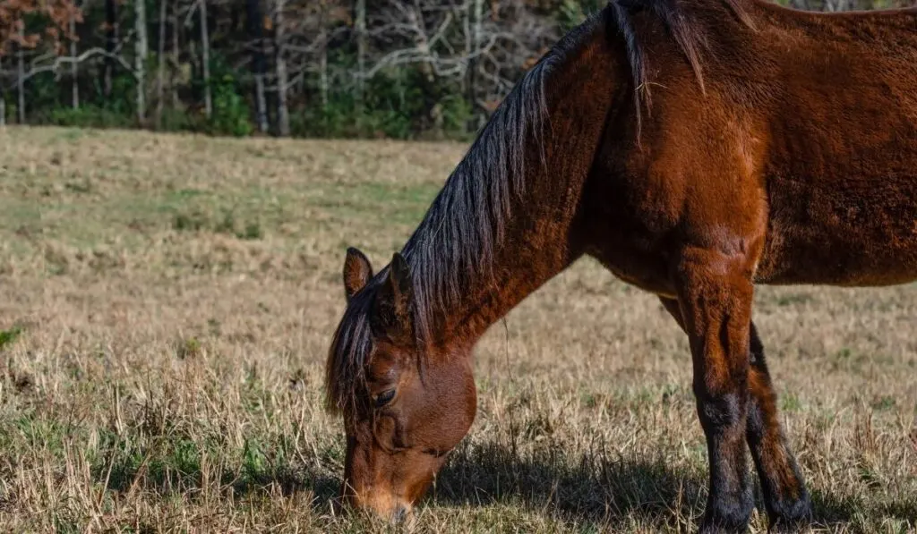 Blood bay horse grazing