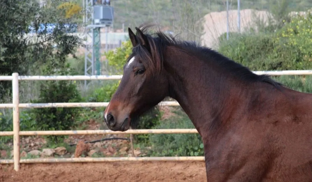 Bloody bay horse with black base color