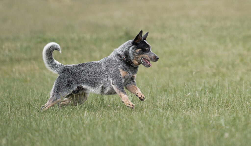 Blue Australian Cattle dog runs and chases after a ball.
