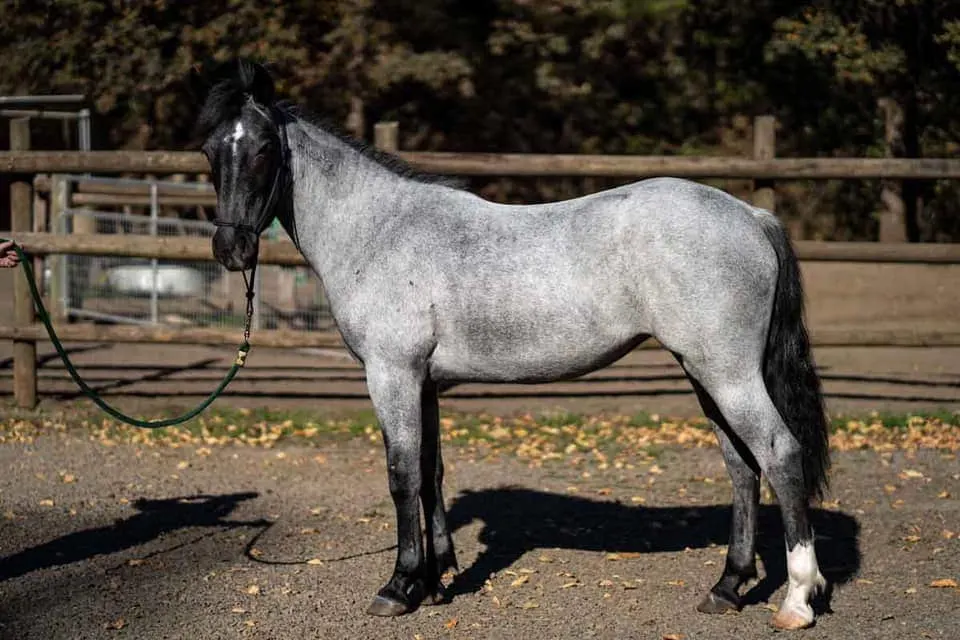 Blue Roan - BLM Mustang in pen