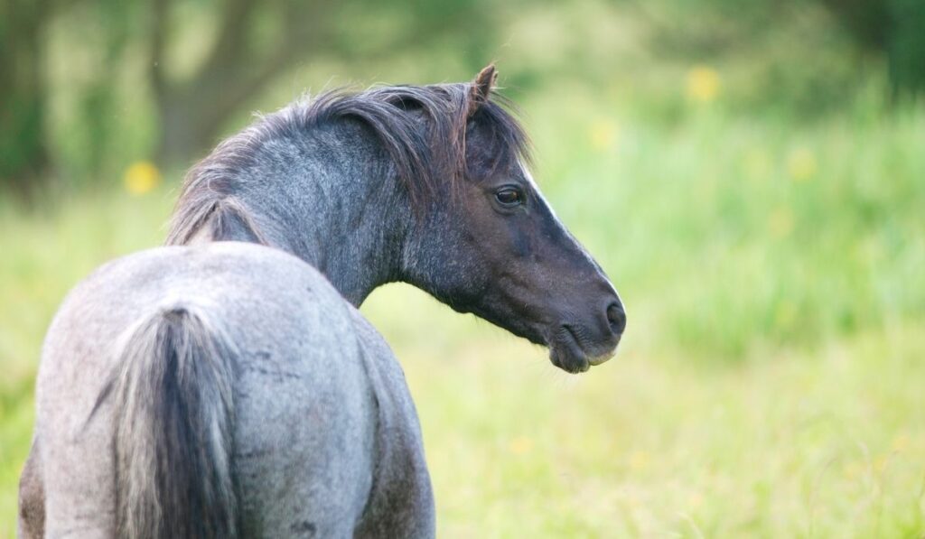 Blue Roan Horse on blurry green nature background