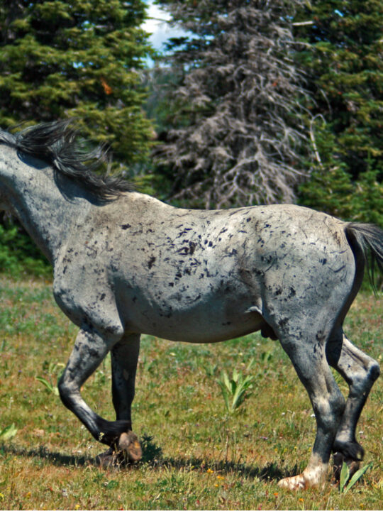 Blue-Roan-Horse