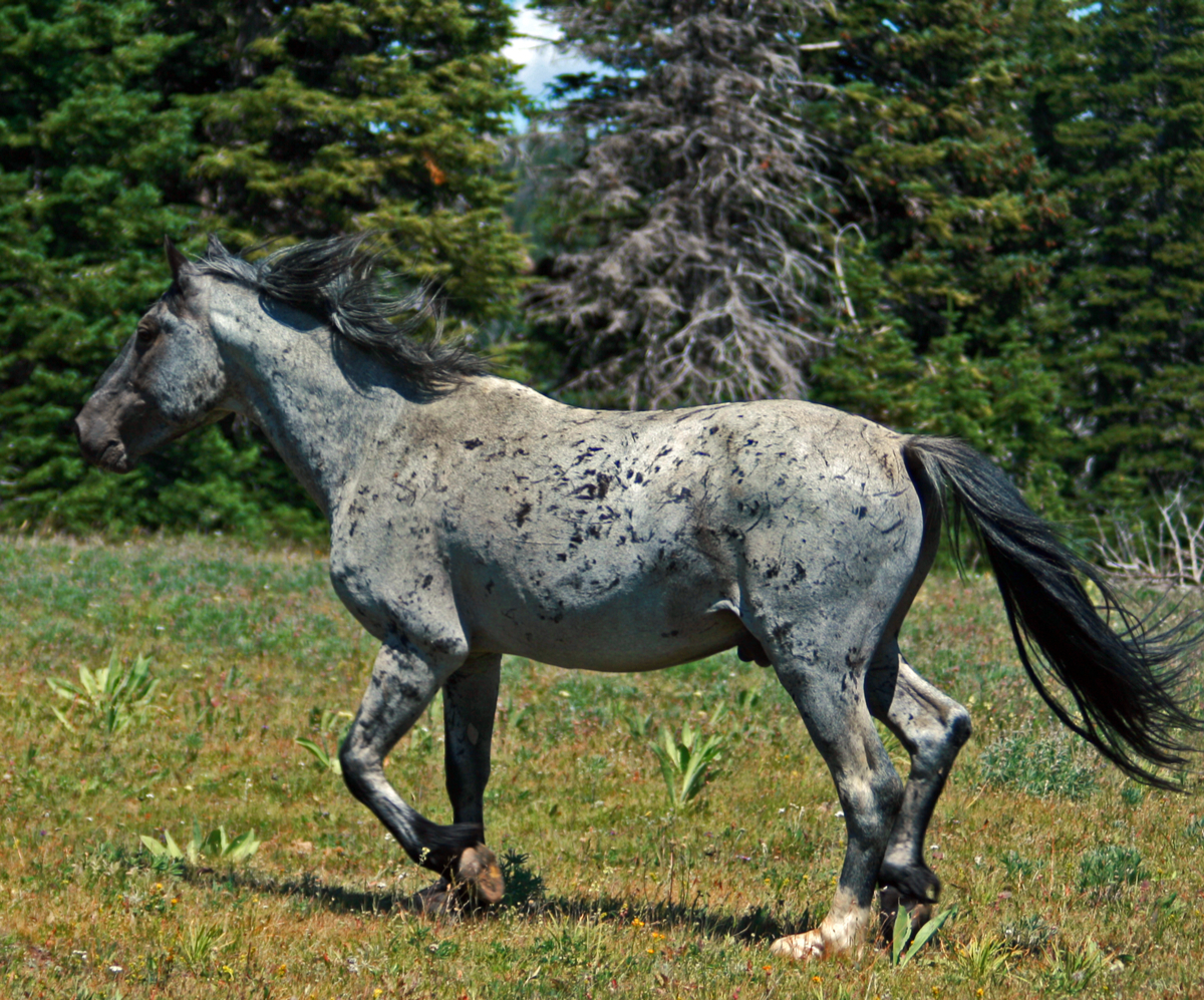 10 Blue Roan Horse Breeds Helpful Horse Hints