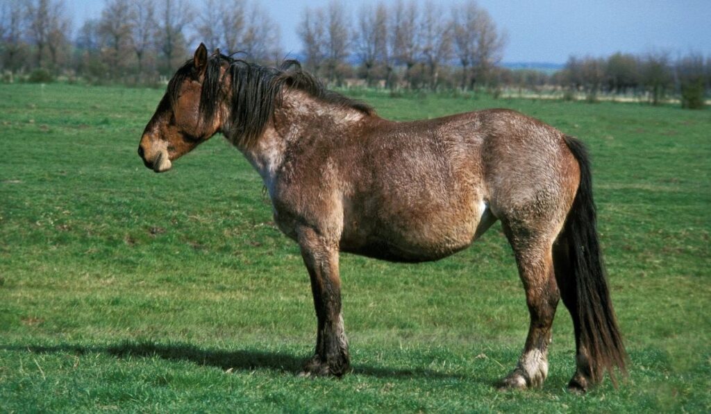 Boulonnais Horse