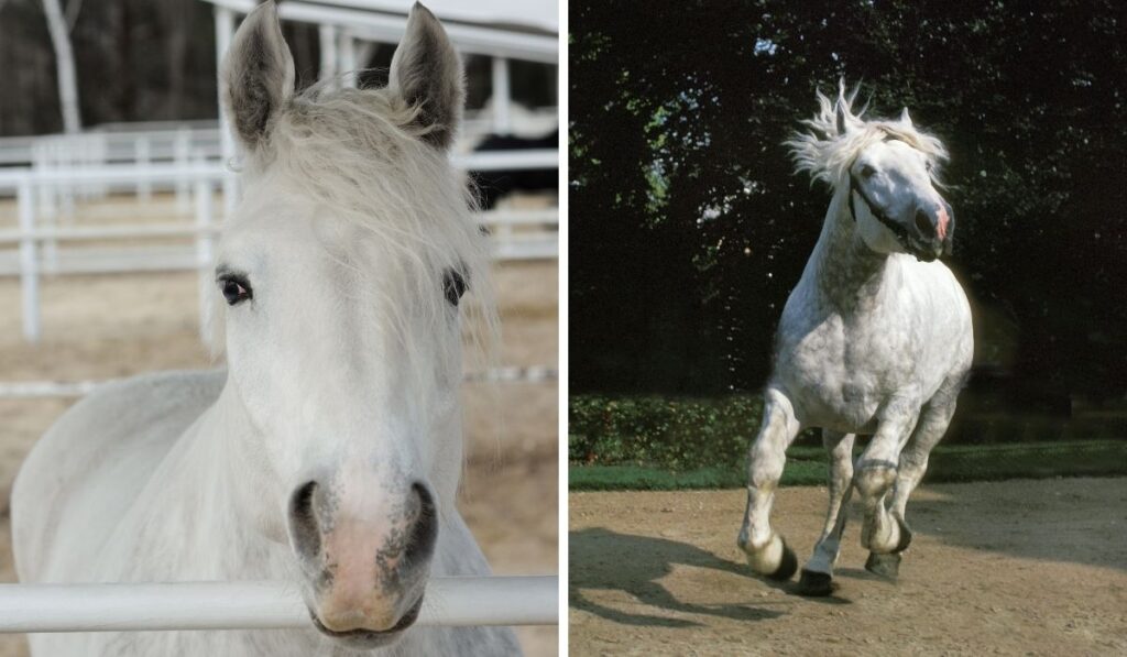 Boulonnais horse