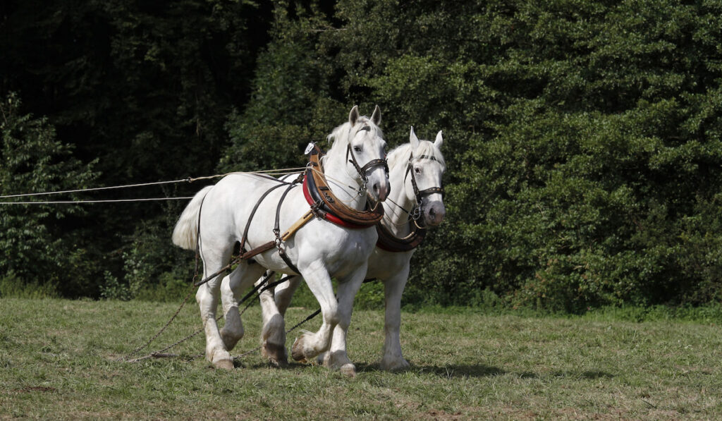 Boulonnais horses walking 