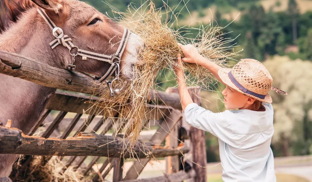 Boy helps to feed a donkey  