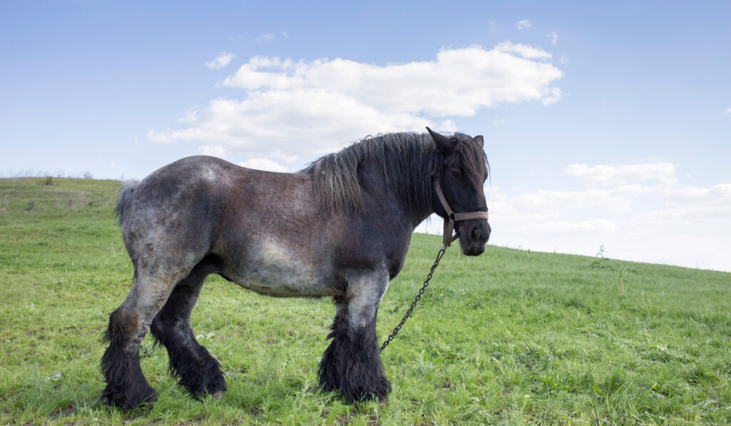 Brabant horse outside in a sunny day