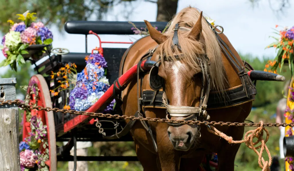 breton horse carrying a carriage 