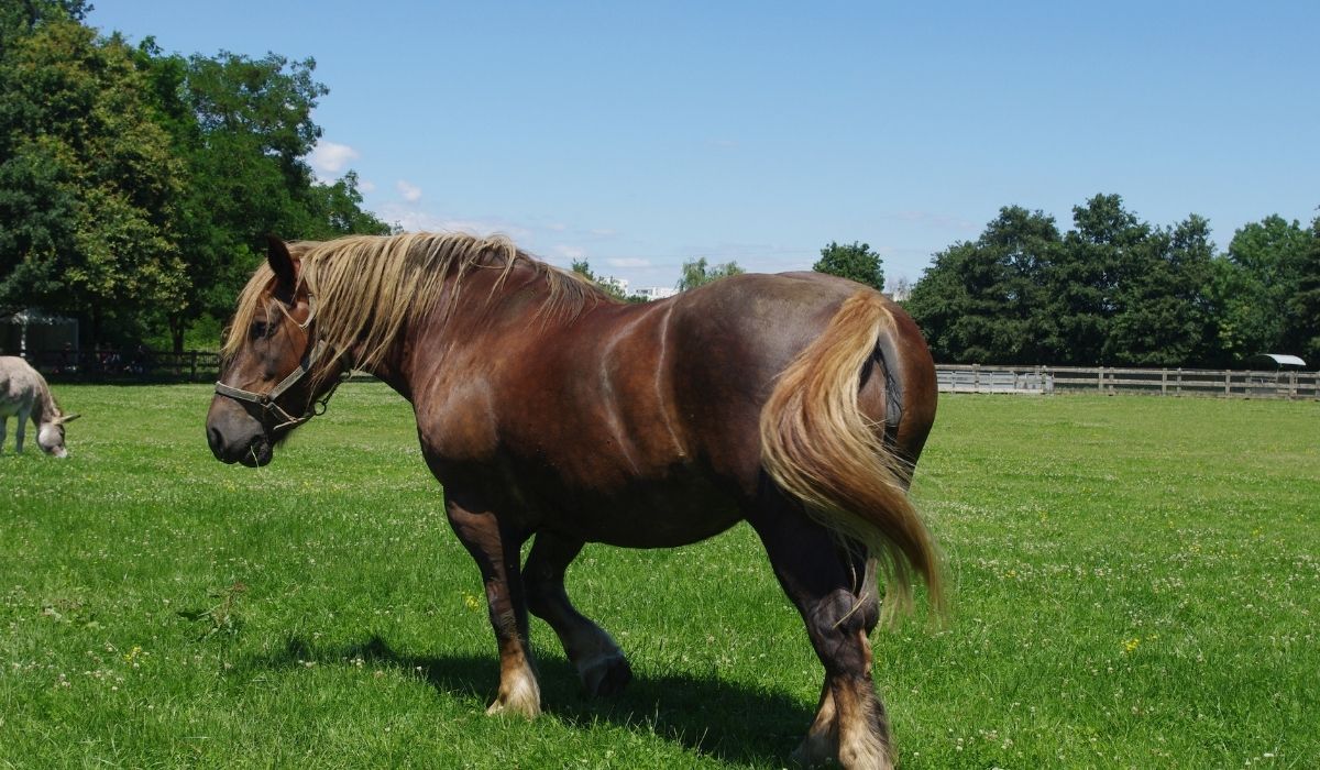11 Stunning French Horse Breeds Helpful Horse Hints