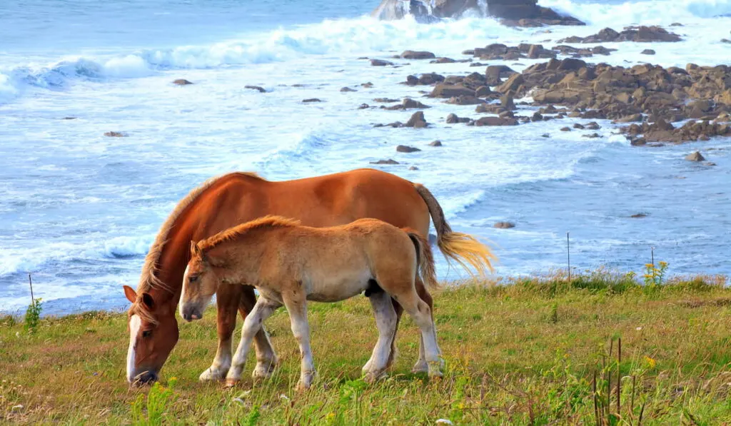Breton Horses near the sea 