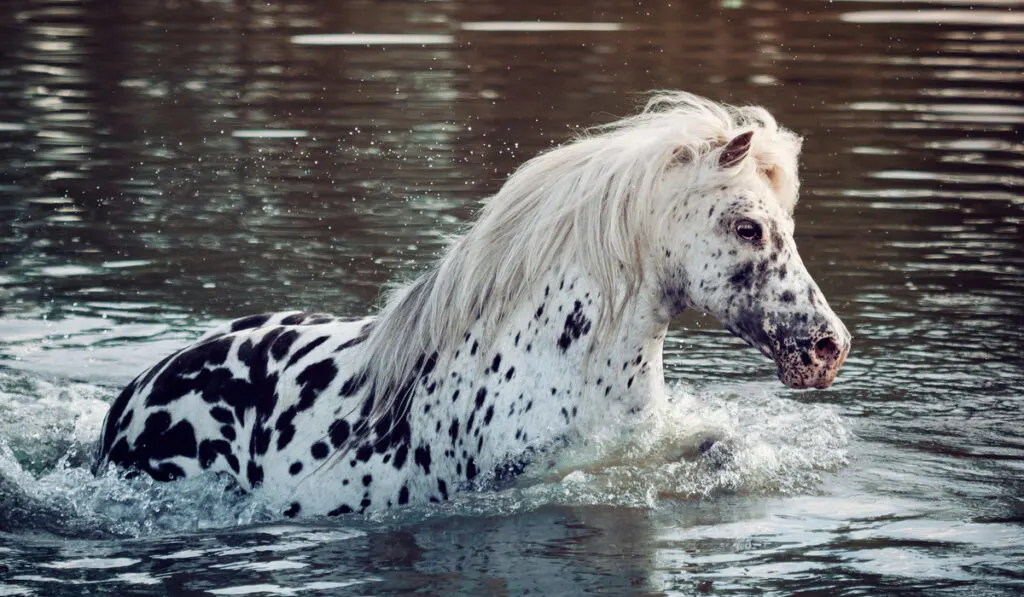 British Spotted pony in the lake 
