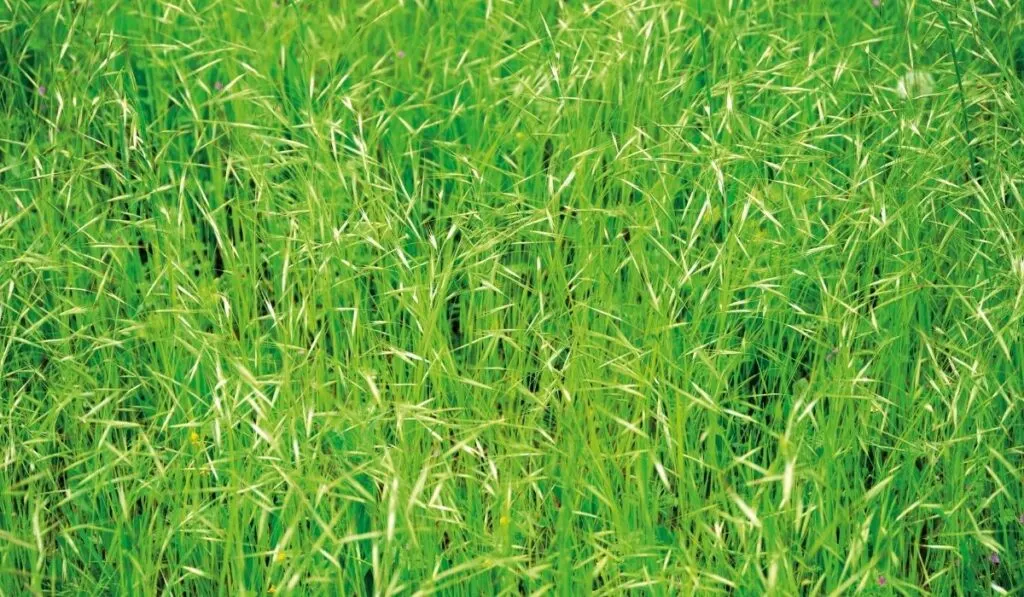 Brome Grass