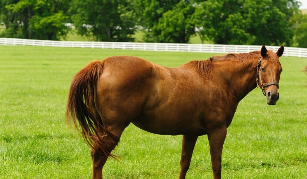 Brown American Thoroughbred