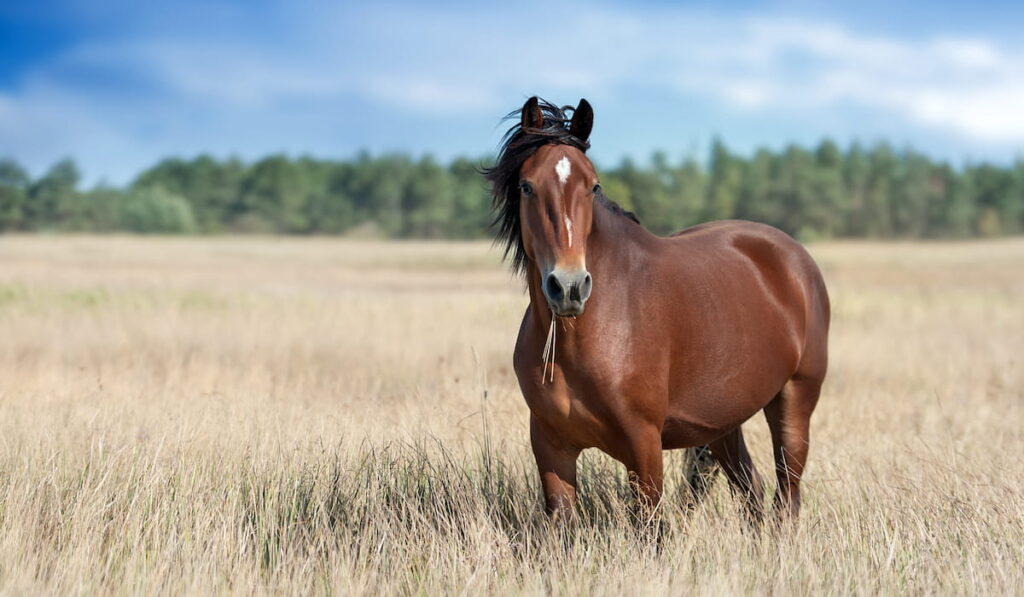 Brown Bay horse 