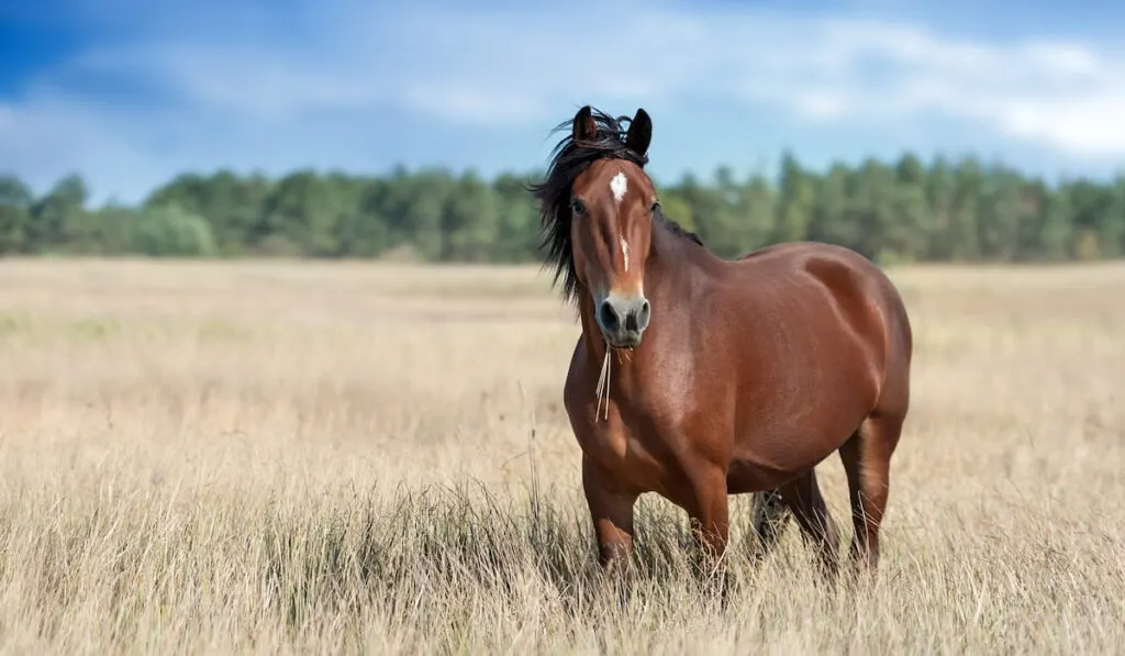 Brown Bay horse