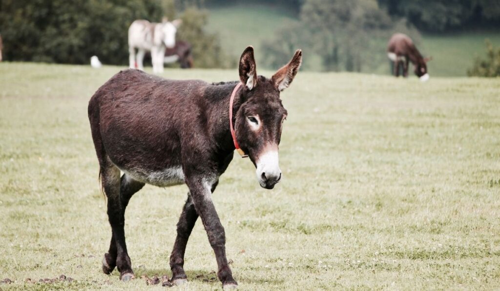 Brown Donkey on The Grass Field