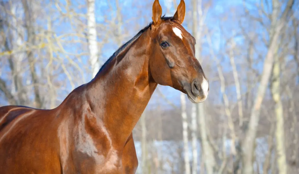 Brown Hanoverian Horse stallion portrait in winter time