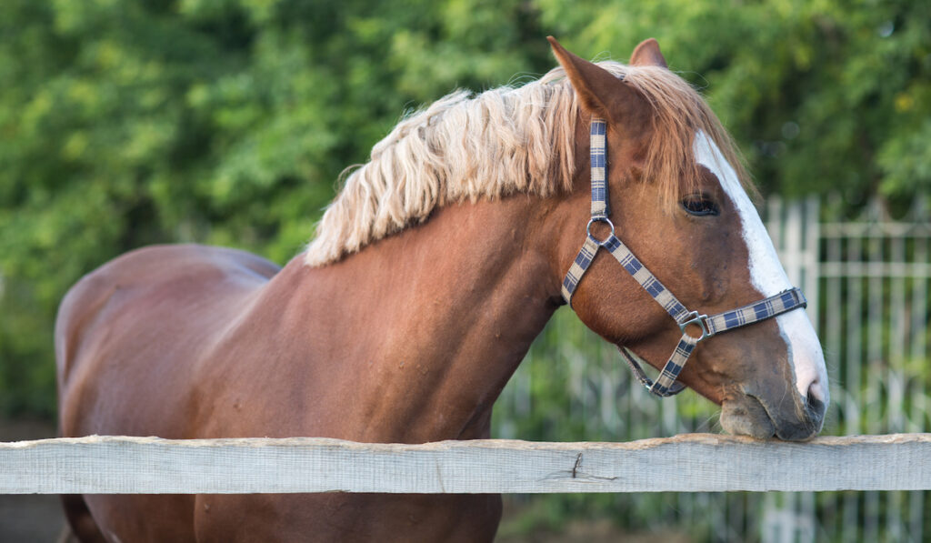 Brown Hanoverian horse with white mane behind wooden fence in a paddock