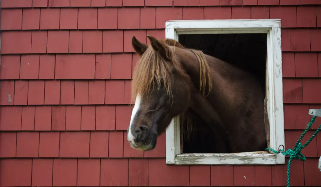 Brown Morgan Horse head looking through the window of a red barn
