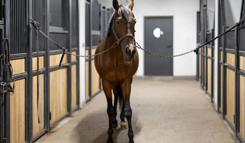 Brown Thoroughbred horse in stable 