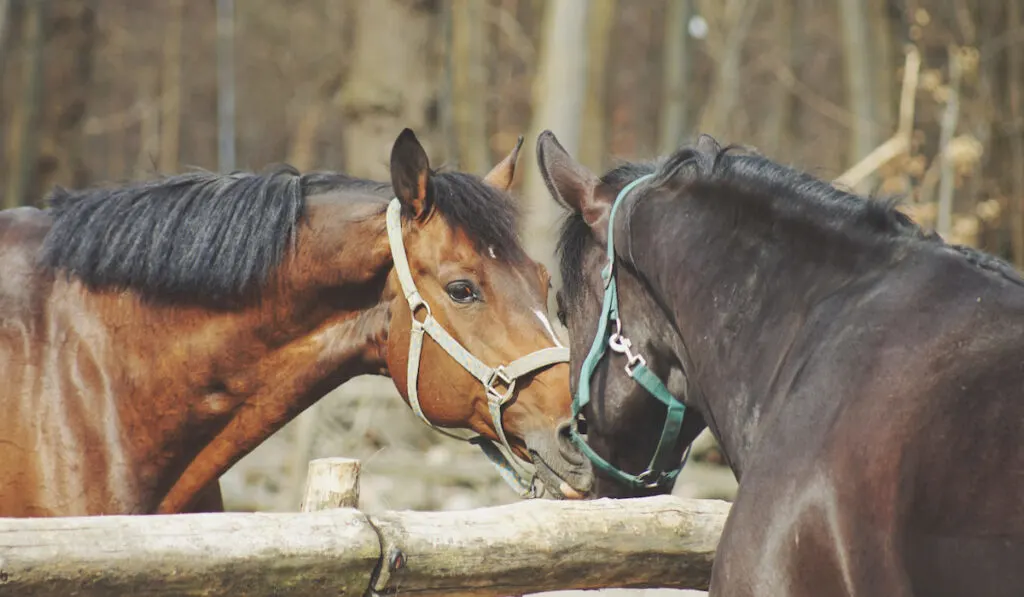 Brown and black couple horses in the forest