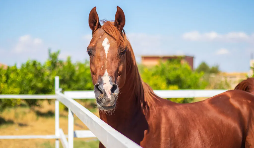 Brown horse at the farm in Algeria
