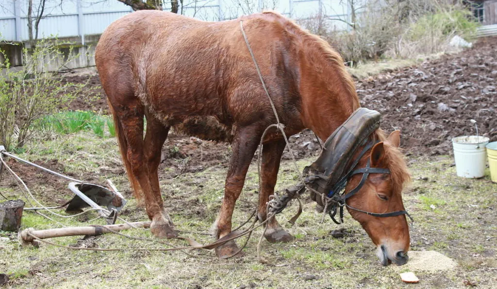 Brown horse eating barley and bread 