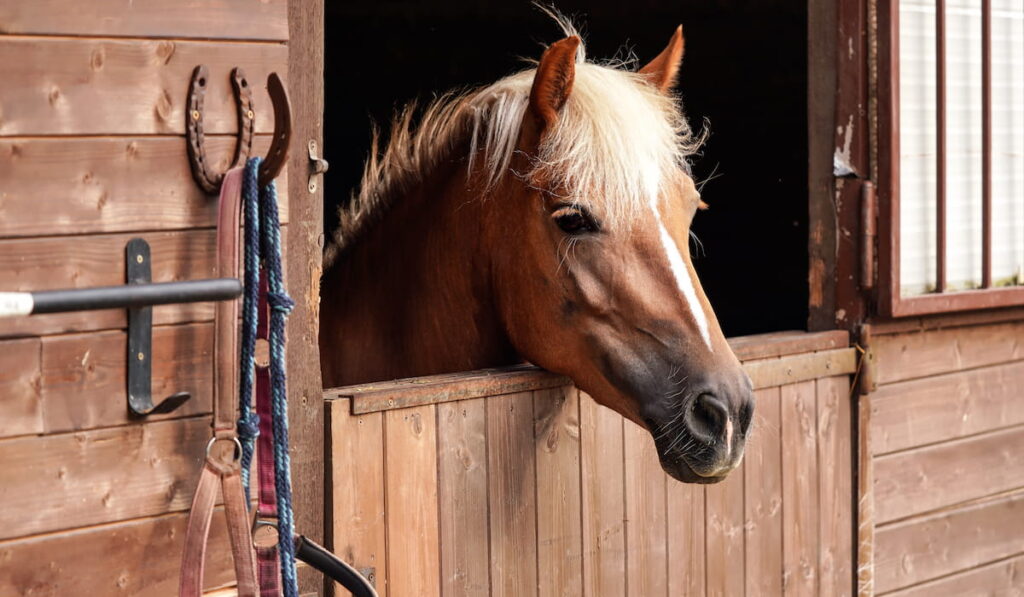 Brown horse inside the stall