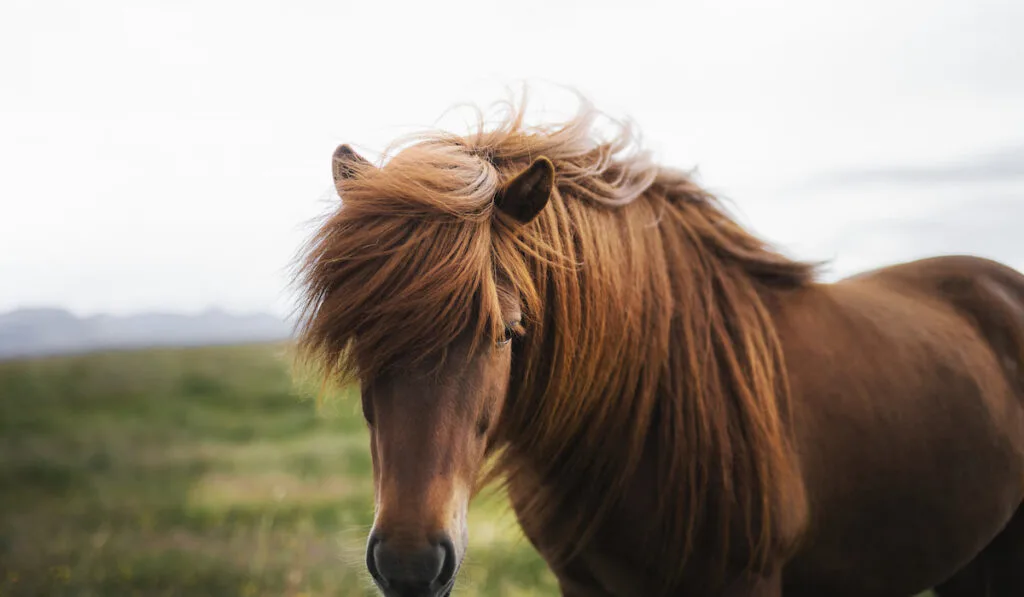 Brown horse with long mane in a field 