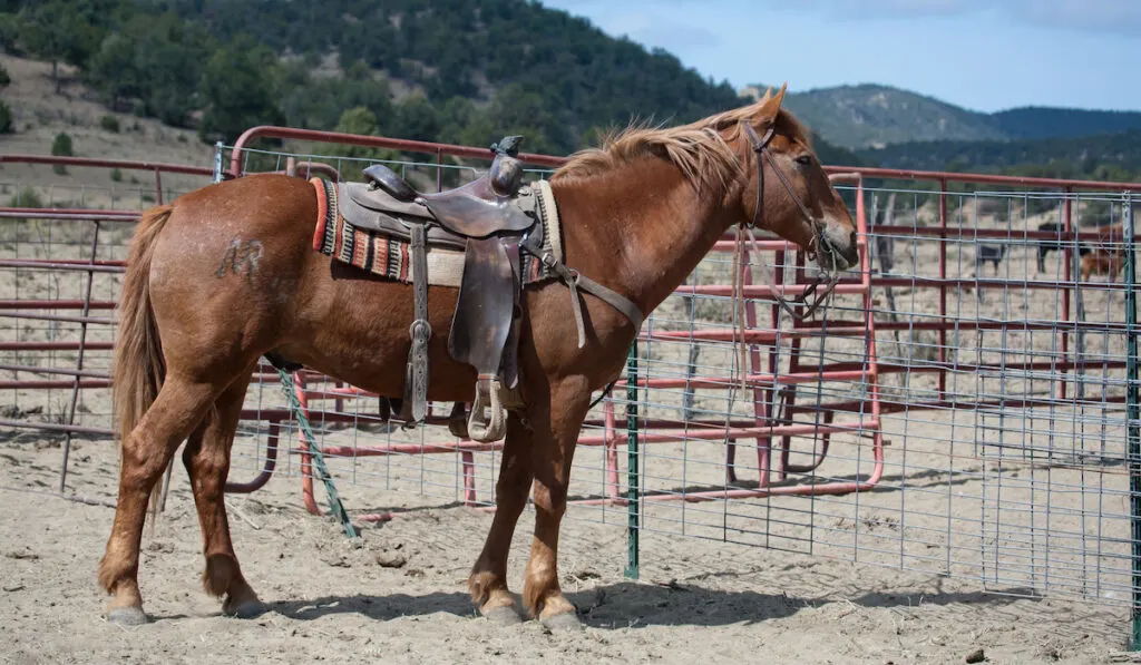Brown horse with western saddle tied to a cage