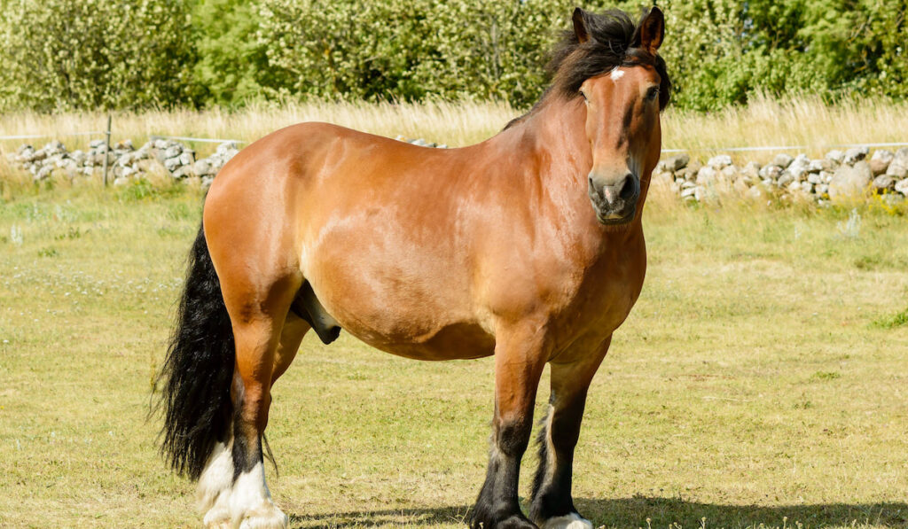 Brown north swedish horse standing in field
