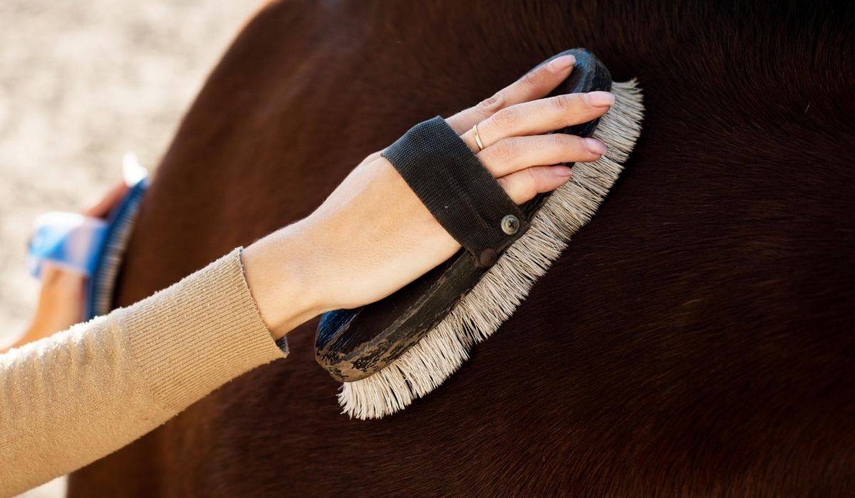 Brushing horse hair