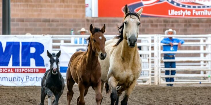 buckskin horse variations buckskin horse variations