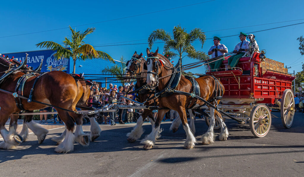 Budweiser Clydesdales making an appearance in Cape Coral FL