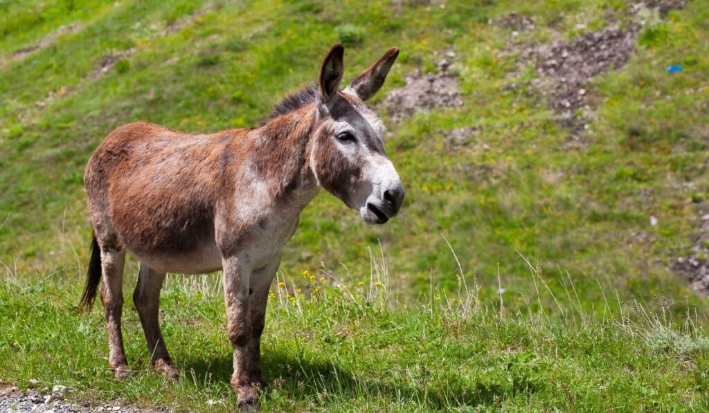 Burro